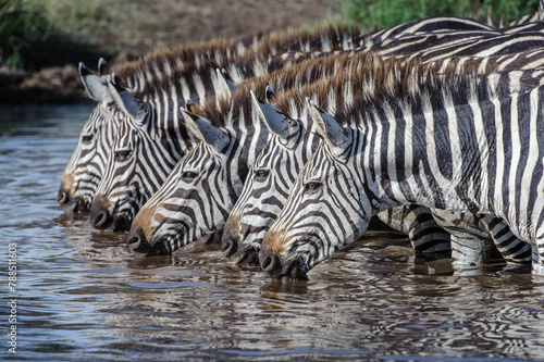 Grant's zebra (Equus quagga boehmi), five drinking in unison at water hole following heavy rainfall. Ngorongoro Conservation Area, Serengeti National Park, Tanzania.  photo