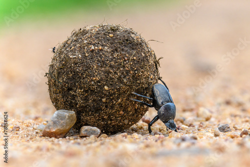 Dung beetle (Scarabaeidae) rolling dung ball. South Luangwa National Park, Zambia.  photo