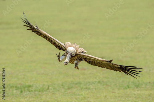 Ruppell's griffon vulture (Gyps rueppelli) in flight, coming in to land to scavenge on carcass. Serengeti National Park, Tanzania.  photo