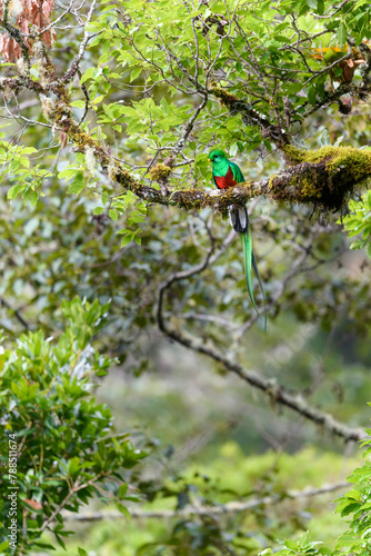 Resplendent quetzal (Pharomachrus mocinno), male perched in canopy of cloud forest. Los Quetzales National Park, Savegre River Valley, Costa Rica. 
