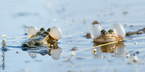 European marsh frog (Pelophylax ridibundus), two males calling during breeding season, throat sacs inflated. Danube Delta, Romania. May.  photo