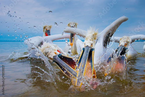 Dalmatian pelicans (Pelecanus crispus) squabbling over fish, Lake Kerkini, Greece, March.  photo