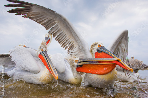 Dalmatian pelicans (Pelecanus crispus) squabbling over fish, Lake Kerkini, Greece, March.  photo