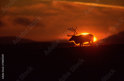 Reindeer (Rangifer tarandus) male silhouetted at sunrise. Forollhogna National Park, Innlandet, Norway.  photo