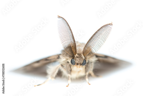 Gypsy moth (Lymantria dispar). De Kaaistoep Nature Reserve, Tilburg, The Netherlands. June. Controlled conditions.  photo