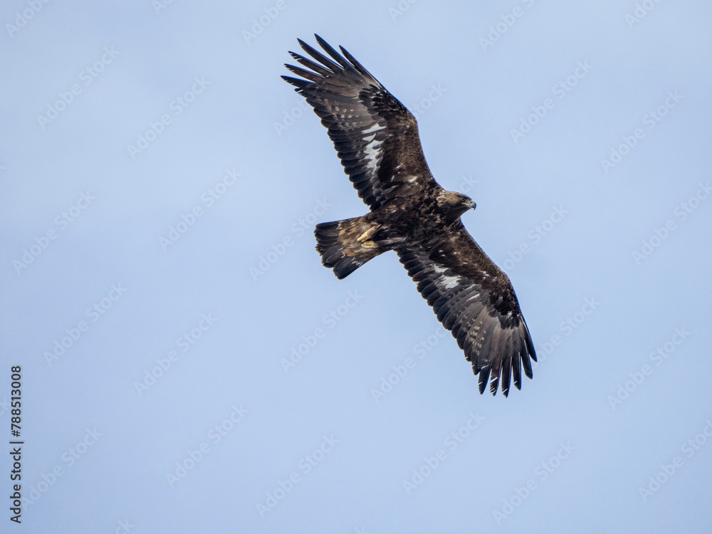 Golden eagle (Aquila chrysaetos) in flight. Lofoten, Norway. April. Golden eagle (Aquila chrysaetos) in flight. Lofoten, Norway. April.