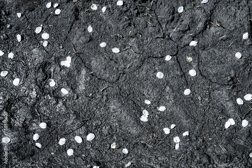White apple petals on black mud. The concept of trampled virginity, innocence photo