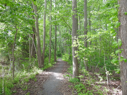 Visitors enjoy the beautiful woodland scenery, while hiking the Bear Swamp Trail, within the Bombay Hook National Wildlife Refuge, Kent County, Delaware. 