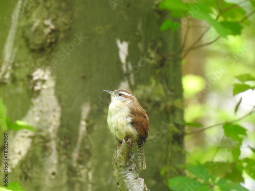 A Carolina wren perched on a branch within a woodland forest. Bombay Hook National Wildlife Refuge, Kent County, Delaware. photo