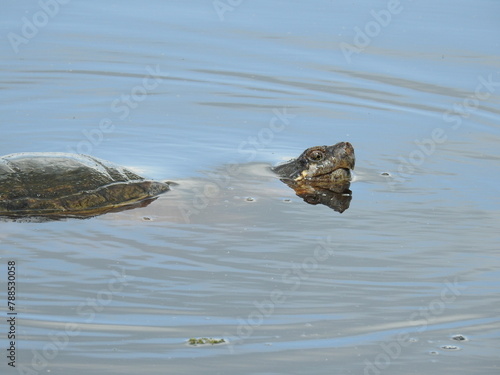 A common snapping turtle swimming in the wetland waters of the Bombay Hook National Wildlife Refuge, Kent County, Delaware.