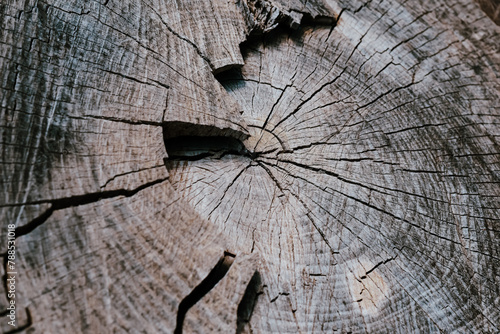 A close-up of a tree stump with cracks and crevices
