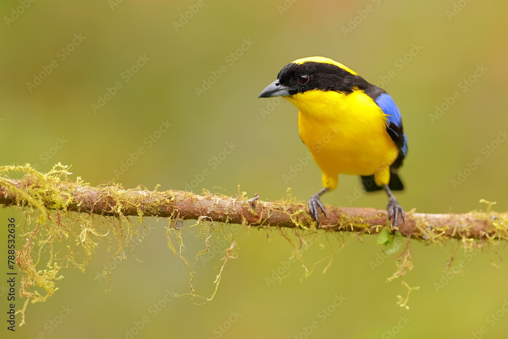 Fototapeta premium Blue-winged Mountain Tanager (Anisognathus somptuosus) Ecuador