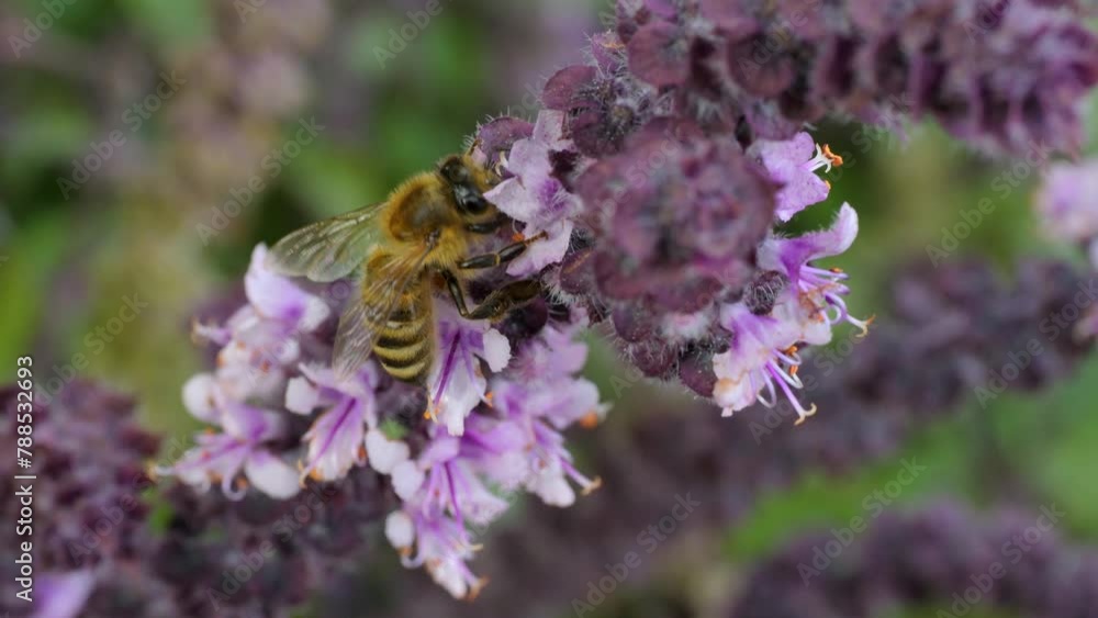 Close view of bee collecting nectar from a flower. Close view of bee collecting nectar from a flower.