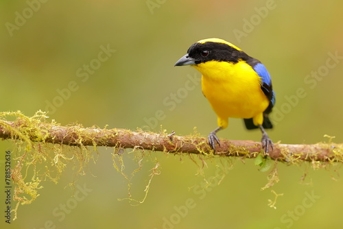 Blue-winged Mountain Tanager (Anisognathus somptuosus) Ecuador