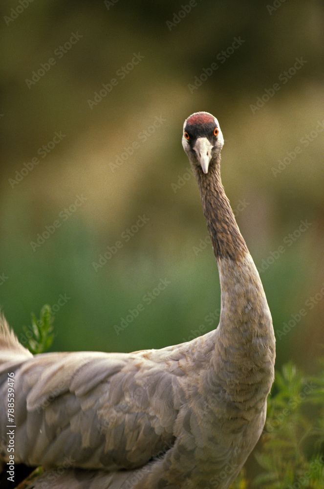 Fototapeta premium Grue cendrée,.Grus grus, Common Crane