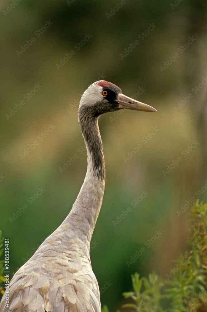Fototapeta premium Grue cendrée,.Grus grus, Common Crane