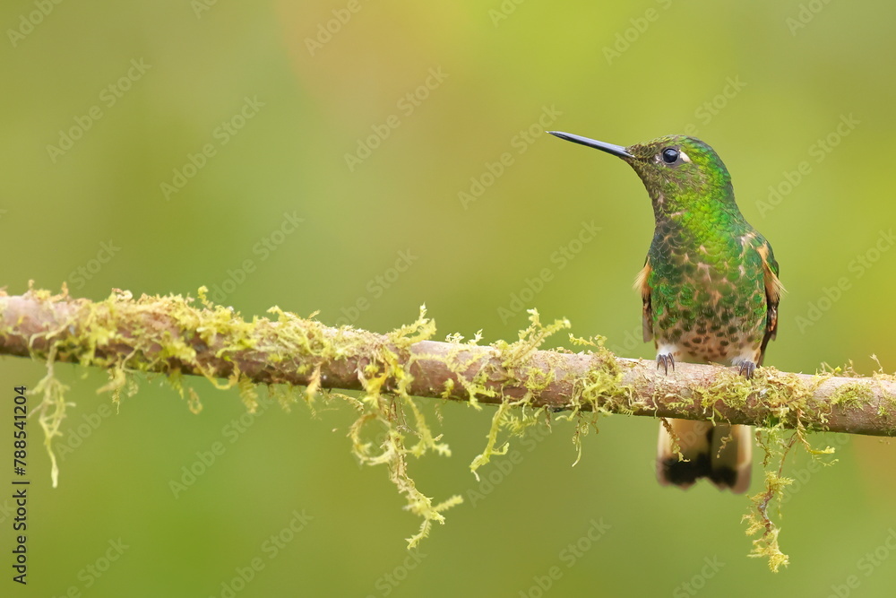 Fototapeta premium Buff-tailed coronet (Boissonneaua flavescens) Ecuador 