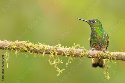 Buff-tailed coronet (Boissonneaua flavescens) Ecuador  photo