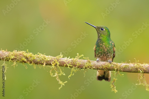 Buff-tailed coronet (Boissonneaua flavescens) Ecuador  photo