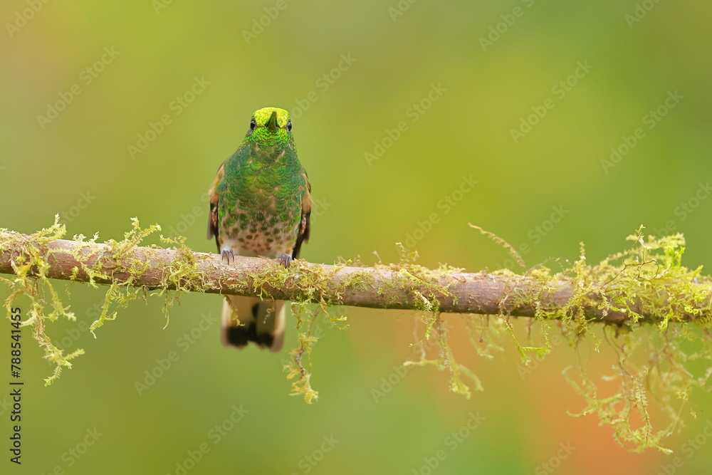 Obraz premium Buff-tailed coronet (Boissonneaua flavescens) Ecuador 