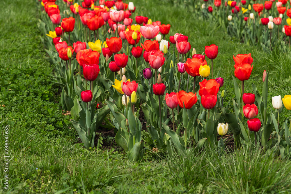 Fototapeta premium Tulips in a flowerbed. Spring floral background. Flowers in the city landscape. Selective focus.