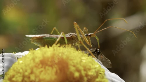 Assassin bug with a prey on a daisy photo