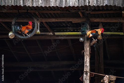 Two roosters are in their unique living quarters, one is inside a rubber wheel, and the other is on a wooden baton. 