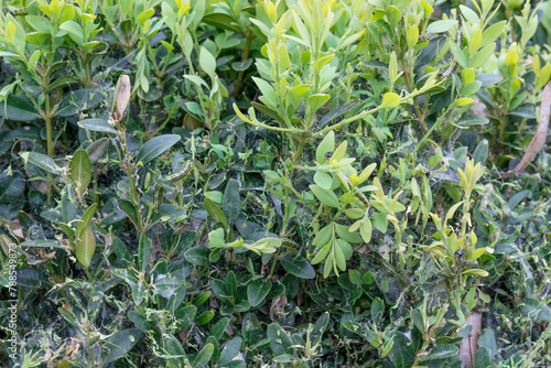 The box tree moth caterpillar eats the box tree bare