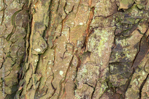 Bark Of A Aesculus Hippocastanum Tree At Amsterdam The Netherlands 4-4-2024