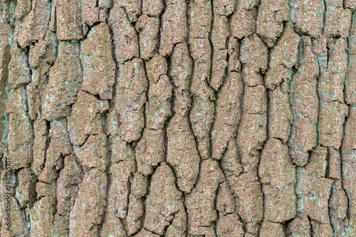 Close Up Bark Of A Quercus Robur Tree At Amsterdam The Netherlands 4-4-2024
