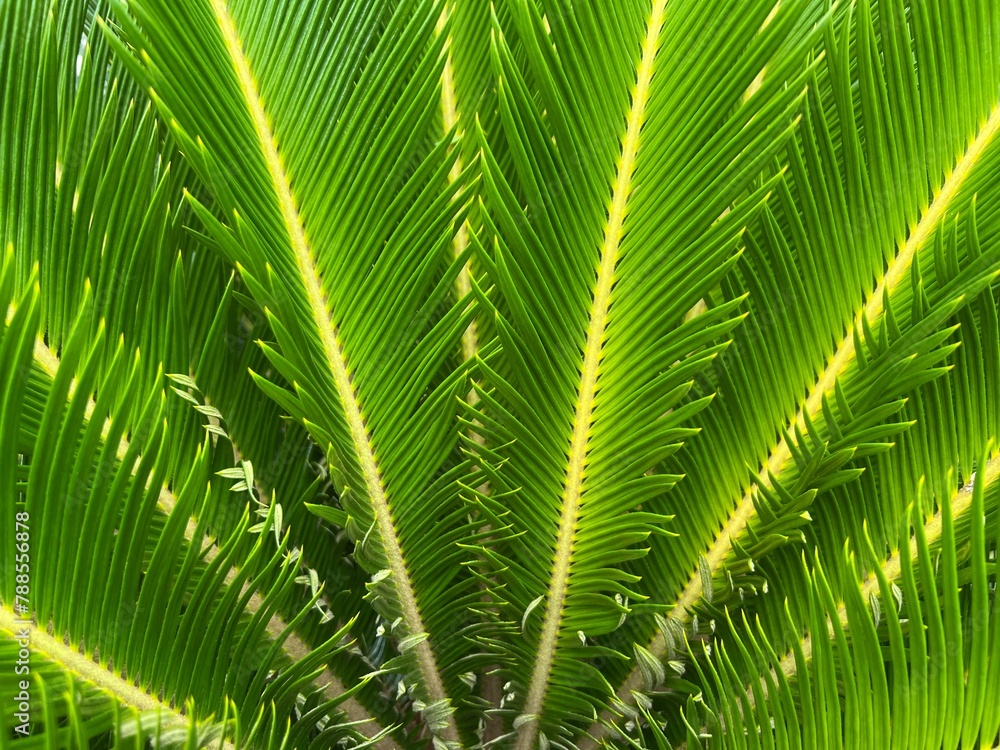 The Beautiful palm leaf with green color The Beautiful palm leaf with green color