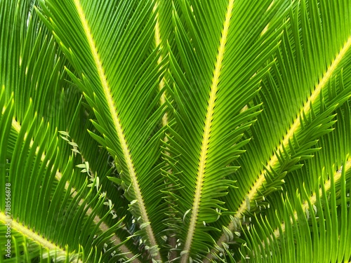 The Beautiful palm leaf with green color