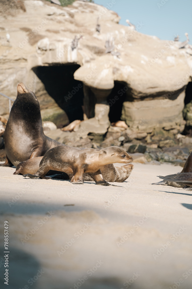 Fototapeta premium seals and sea lions sun bathing on beach. adorable baby seal.