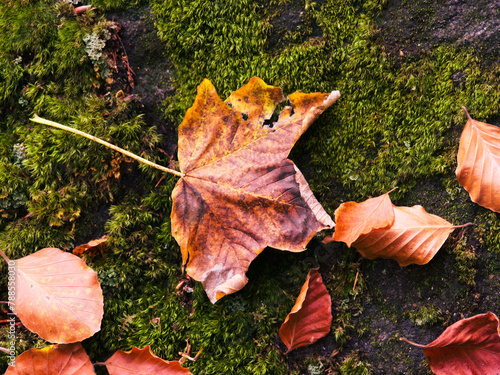 Jesienny liść klonu na zielonym mchu