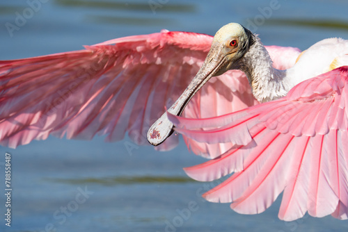 A roseate spoonbill flaps its wings while foraging at the edge of a lake in Orlando, Florida.