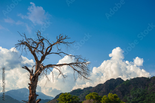 Old dry dead tree with branches against atmospheric sky background