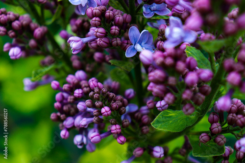 Lilac in macro