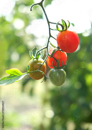 branch with fresh red ripe and unripe green tomatoes close up, natural abstract background. gardening vegetable harvest season. cultivation of useful healthy Organic vegetables.