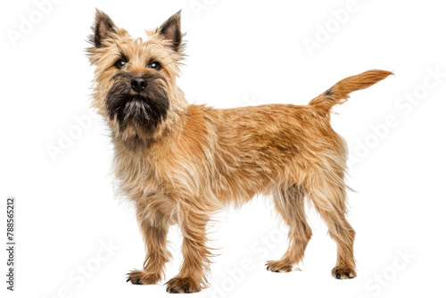 Cairn terrier dog standing isolated on transparent background