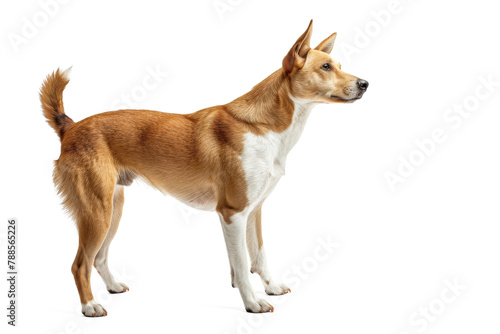 Canaan dog standing isolated on transparent background
