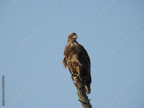 A juvenile bald eagle perched on top a withered tree branch, under a blue sky. Bombay Hook National Wildlife Refuge, Kent county, Delaware.
