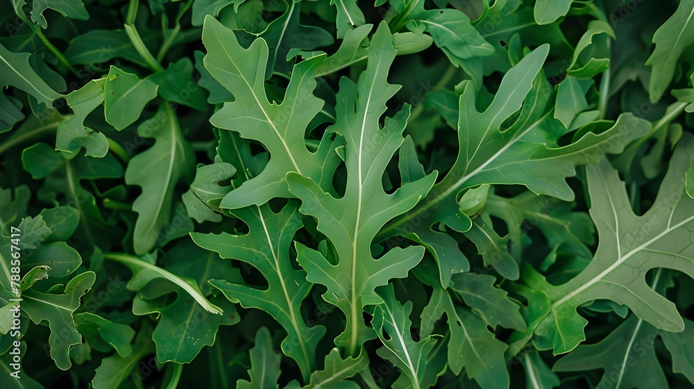 Fototapeta premium fresh arugula leaves top view