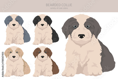 Bearded Collie dog puppy clipart. All coat colors set.  Different position. All dog breeds characteristics infographic