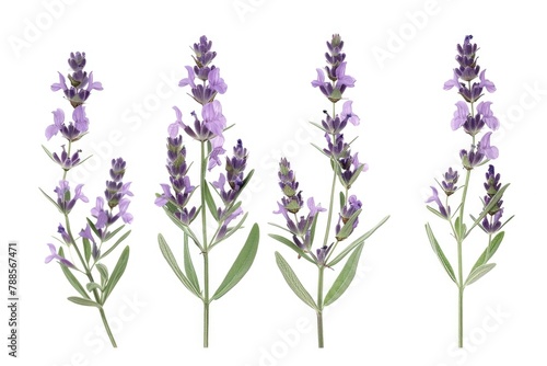Beautiful lavender flowers on a clean white background  perfect for various design projects