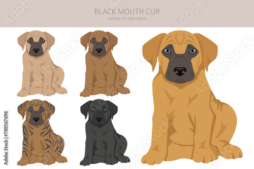 Black mouth cur puppy clipart. Different coat colors and poses set