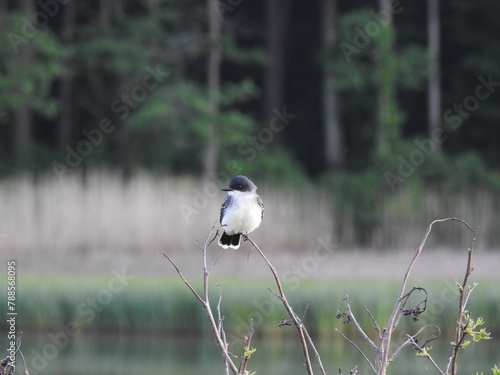 Eastern kingbird perched on branch at the Bombay Hook National Wildlife Refuge, Kent County, Delaware.