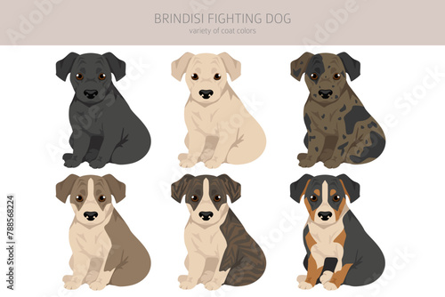 Brindisi fighting dog puppy clipart. Different coat colors and poses set