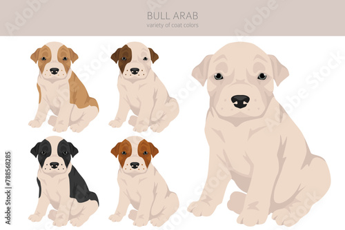 Bull Arab puppy clipart. Different coat colors and poses set