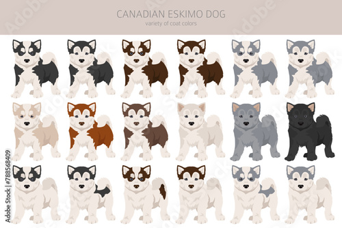 Canadian Eskimo dog puppy clipart. Different poses, coat colors set