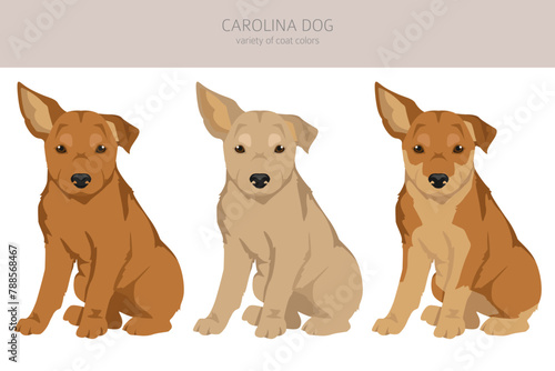 Carolina dog puppy clipart. Different poses, coat colors set